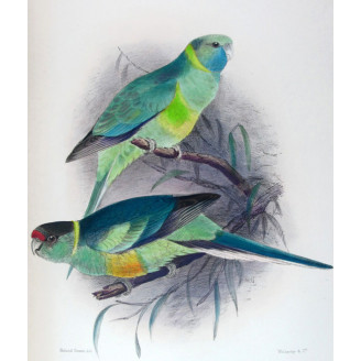 Cloncurry Parrot & South Australian Mallee Parrot by Roland Green – The Birds of Australia