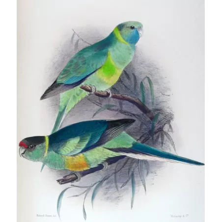 Cloncurry Parrot & South Australian Mallee Parrot by Roland Green – The Birds of Australia