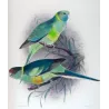 Cloncurry Parrot & South Australian Mallee Parrot (*Barnardius macgillivrayi / Barnardius whitei*) – Original lithograph by Gree
