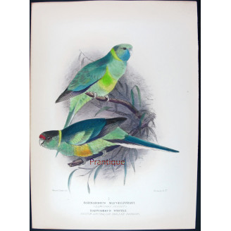 Cloncurry Parrot & South Australian Mallee Parrot by Roland Green – The Birds of Australia