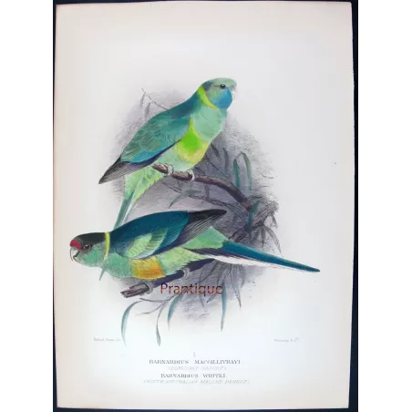 Cloncurry Parrot & South Australian Mallee Parrot by Roland Green – The Birds of Australia
