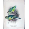 Cloncurry Parrot & South Australian Mallee Parrot (*Barnardius macgillivrayi / Barnardius whitei*) – Original lithograph by Gree