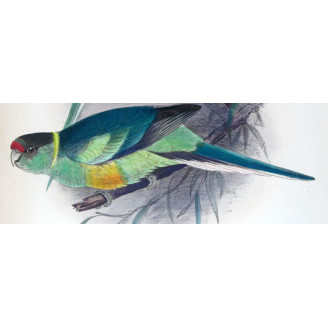 Cloncurry Parrot & South Australian Mallee Parrot by Roland Green – The Birds of Australia