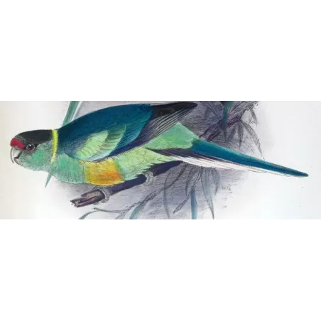 Cloncurry Parrot & South Australian Mallee Parrot by Roland Green – The Birds of Australia