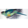 Cloncurry Parrot & South Australian Mallee Parrot (*Barnardius macgillivrayi / Barnardius whitei*) – Original lithograph by Gree