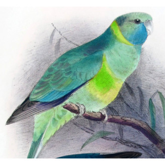 Cloncurry Parrot & South Australian Mallee Parrot by Roland Green – The Birds of Australia