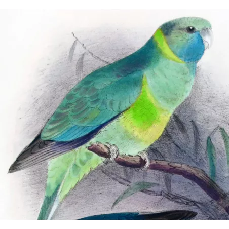 Cloncurry Parrot & South Australian Mallee Parrot by Roland Green – The Birds of Australia