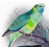 Cloncurry Parrot & South Australian Mallee Parrot (*Barnardius macgillivrayi / Barnardius whitei*) – Original lithograph by Gree