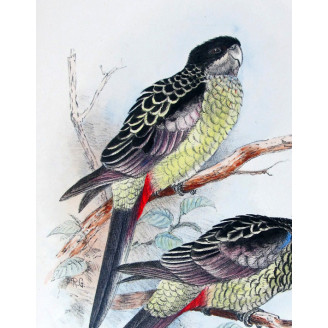 Western Smutty Parrot & Smutty Parrot by Roland Green – The Birds of Australia