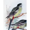 Western Smutty Parrot & Smutty Parrot (*Platycercus hilli / Platycercus venustus*) – Original lithograph by Green, Mathews (1910