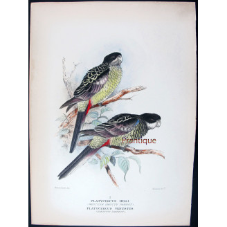 Western Smutty Parrot & Smutty Parrot by Roland Green – The Birds of Australia