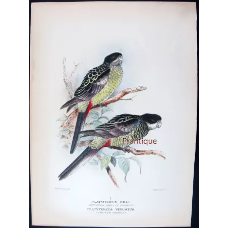 Western Smutty Parrot & Smutty Parrot by Roland Green – The Birds of Australia