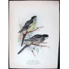 Western Smutty Parrot & Smutty Parrot (*Platycercus hilli / Platycercus venustus*) – Original lithograph by Green, Mathews (1910