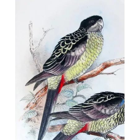 Western Smutty Parrot & Smutty Parrot by Roland Green – The Birds of Australia