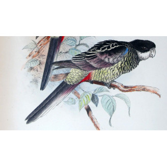 Western Smutty Parrot & Smutty Parrot by Roland Green – The Birds of Australia
