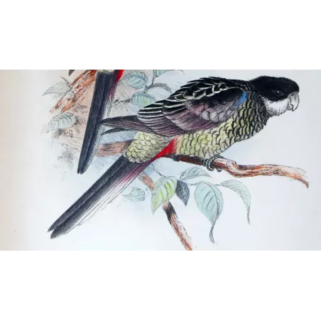Western Smutty Parrot & Smutty Parrot by Roland Green – The Birds of Australia
