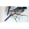 Western Smutty Parrot & Smutty Parrot (*Platycercus hilli / Platycercus venustus*) – Original lithograph by Green, Mathews (1910