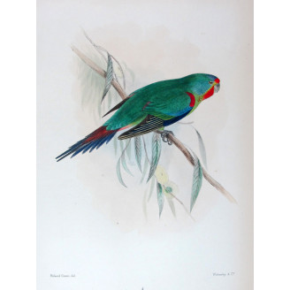 Swift Parrot by Roland Green – The Birds of Australia