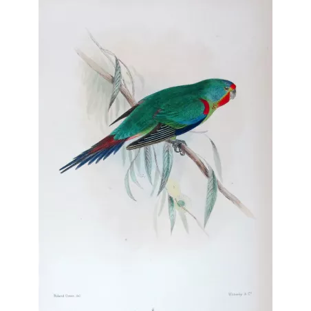 Swift Parrot by Roland Green – The Birds of Australia