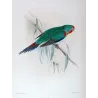 Swift Parrot (*Lathamus discolor*) – Original lithograph by Green, Mathews (1910–27)