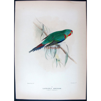 Swift Parrot by Roland Green – The Birds of Australia