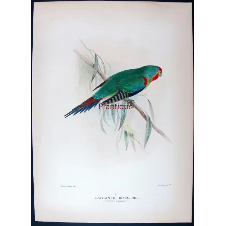 Swift Parrot by Roland Green – The Birds of Australia