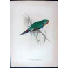 Swift Parrot (*Lathamus discolor*) – Original lithograph by Green, Mathews (1910–27)