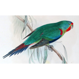 Swift Parrot by Roland Green – The Birds of Australia