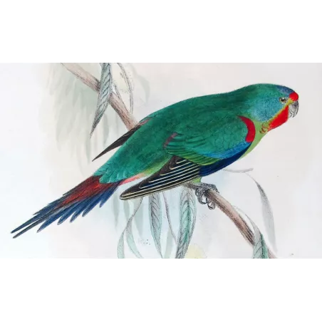 Swift Parrot by Roland Green – The Birds of Australia