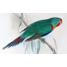 Swift Parrot (*Lathamus discolor*) – Original lithograph by Green, Mathews (1910–27)