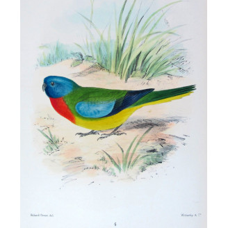 Scarlet-chested Grass Parrot by Roland Green – The Birds of Australia