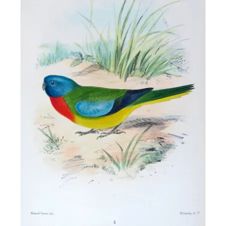 Scarlet-chested Grass Parrot by Roland Green – The Birds of Australia