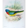 Scarlet-chested Grass Parrot (*Neophema splendida*) – Original lithograph by Green, Mathews (1910–27)