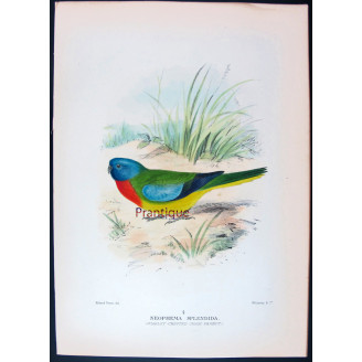 Scarlet-chested Grass Parrot by Roland Green – The Birds of Australia