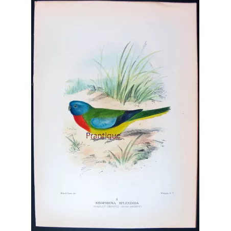 Scarlet-chested Grass Parrot by Roland Green – The Birds of Australia