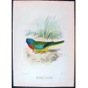 Scarlet-chested Grass Parrot (*Neophema splendida*) – Original lithograph by Green, Mathews (1910–27)