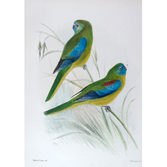 Red-shouldered Grass Parrot by Roland Green – The Birds of Australia