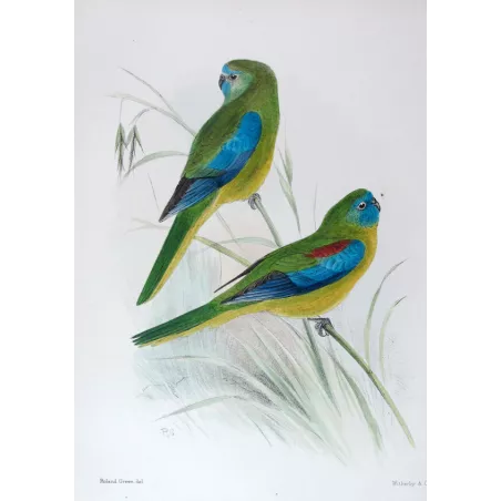 Red-shouldered Grass Parrot by Roland Green – The Birds of Australia