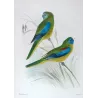 Red-shouldered Grass Parrot (*Neophema pulchella*) – Original lithograph by Green, Mathews (1910–27)
