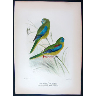 Red-shouldered Grass Parrot by Roland Green – The Birds of Australia