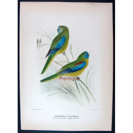 Red-shouldered Grass Parrot by Roland Green – The Birds of Australia