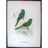 Red-shouldered Grass Parrot (*Neophema pulchella*) – Original lithograph by Green, Mathews (1910–27)