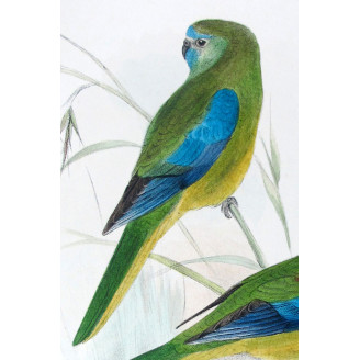 Red-shouldered Grass Parrot by Roland Green – The Birds of Australia