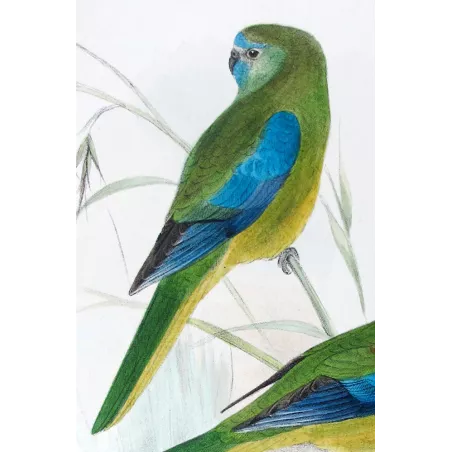 Red-shouldered Grass Parrot by Roland Green – The Birds of Australia
