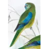 Red-shouldered Grass Parrot (*Neophema pulchella*) – Original lithograph by Green, Mathews (1910–27)