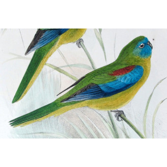 Red-shouldered Grass Parrot by Roland Green – The Birds of Australia