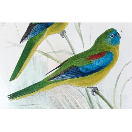 Red-shouldered Grass Parrot by Roland Green – The Birds of Australia