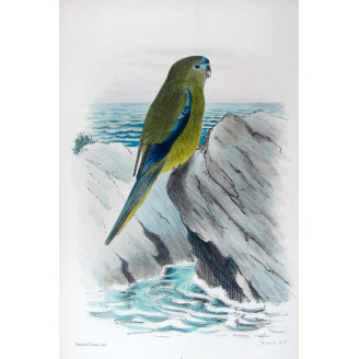Western Rock Parrot by Roland Green – The Birds of Australia