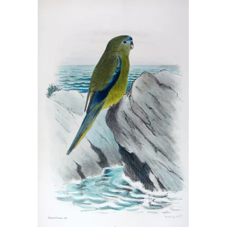 Western Rock Parrot by Roland Green – The Birds of Australia
