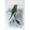 Western Rock Parrot (*Neonanodes petrophilus*) – Original lithograph by Green, Mathews (1910–27)